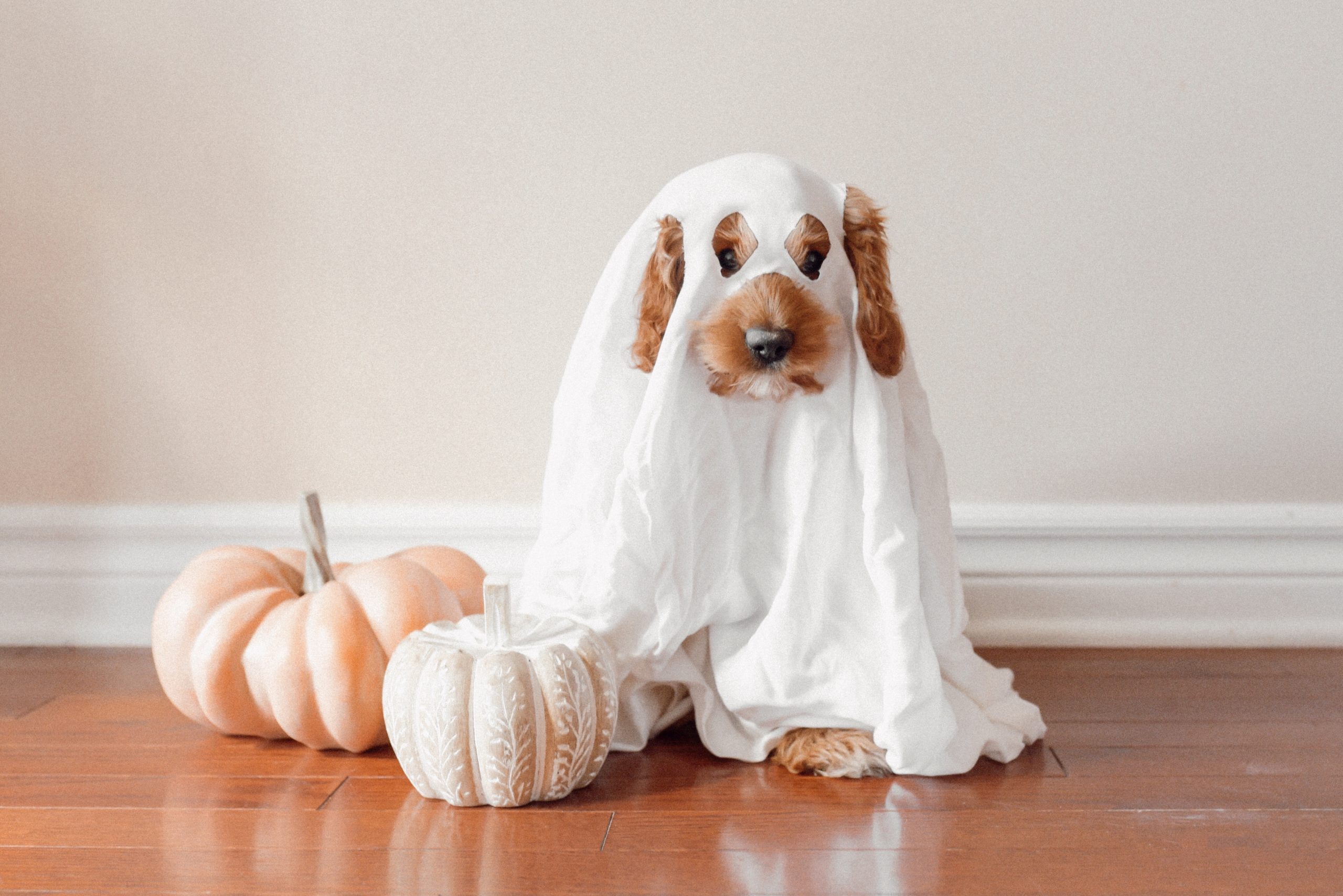 Fall Fundraising ideas - A cute dog is wearing a ghost costume and sitting next to a pumpkin