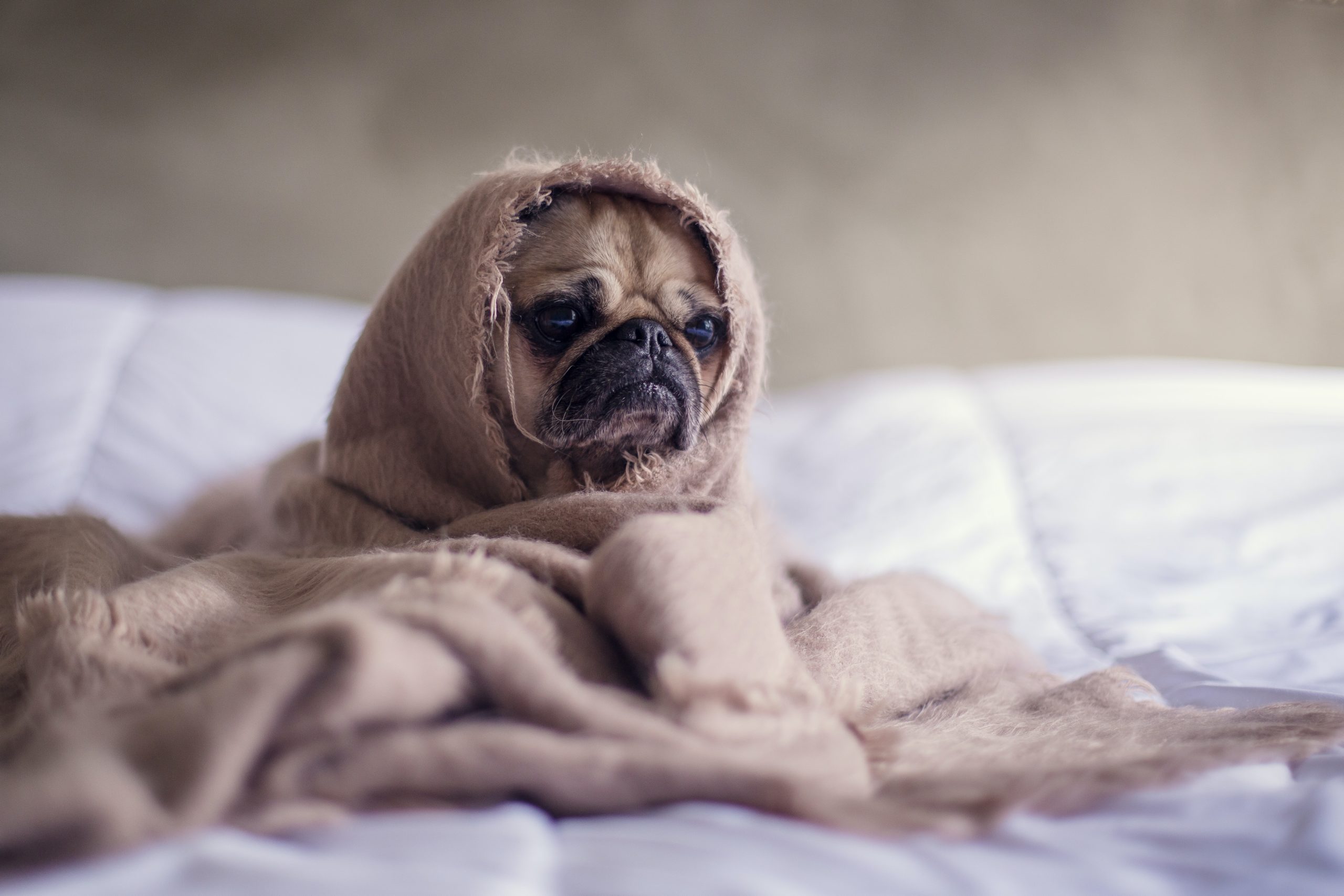 donor fatigue is a challenge - matthew-henry-2Ts5HnA67k8-unsplash
