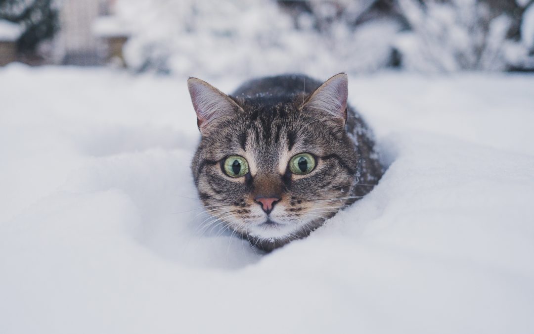 6 Creative Winter Peer-To-Peer Fundraising Ideas