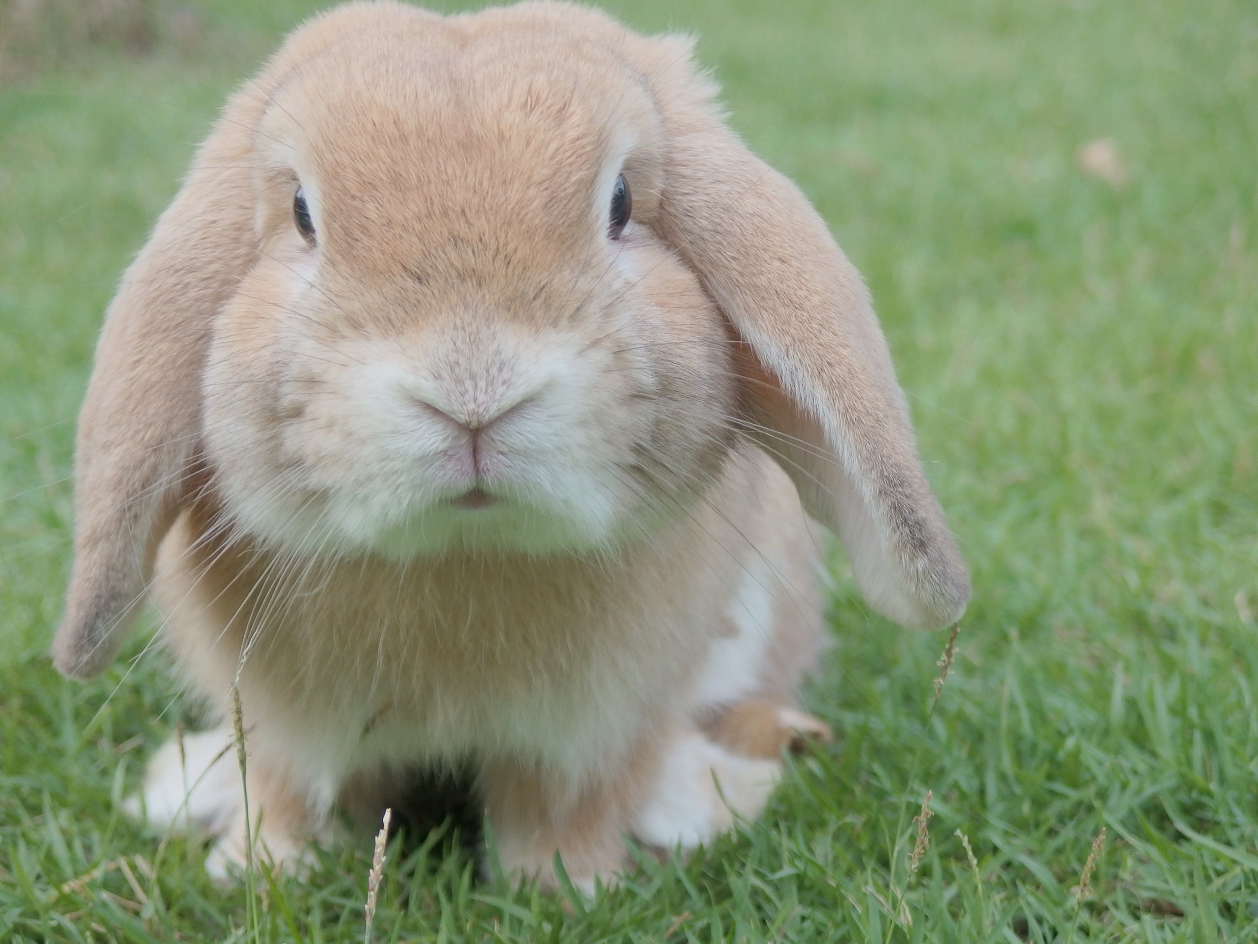 Easter fundraising ideas - get bunny with it A-thon - cute flop-eared bunny- waranya-mooldee-