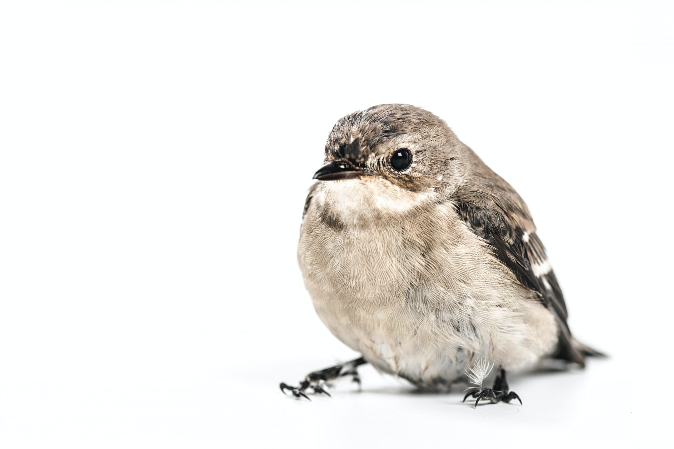 a cute bird sitting in a white background symbolizing early bird ticketing strategy