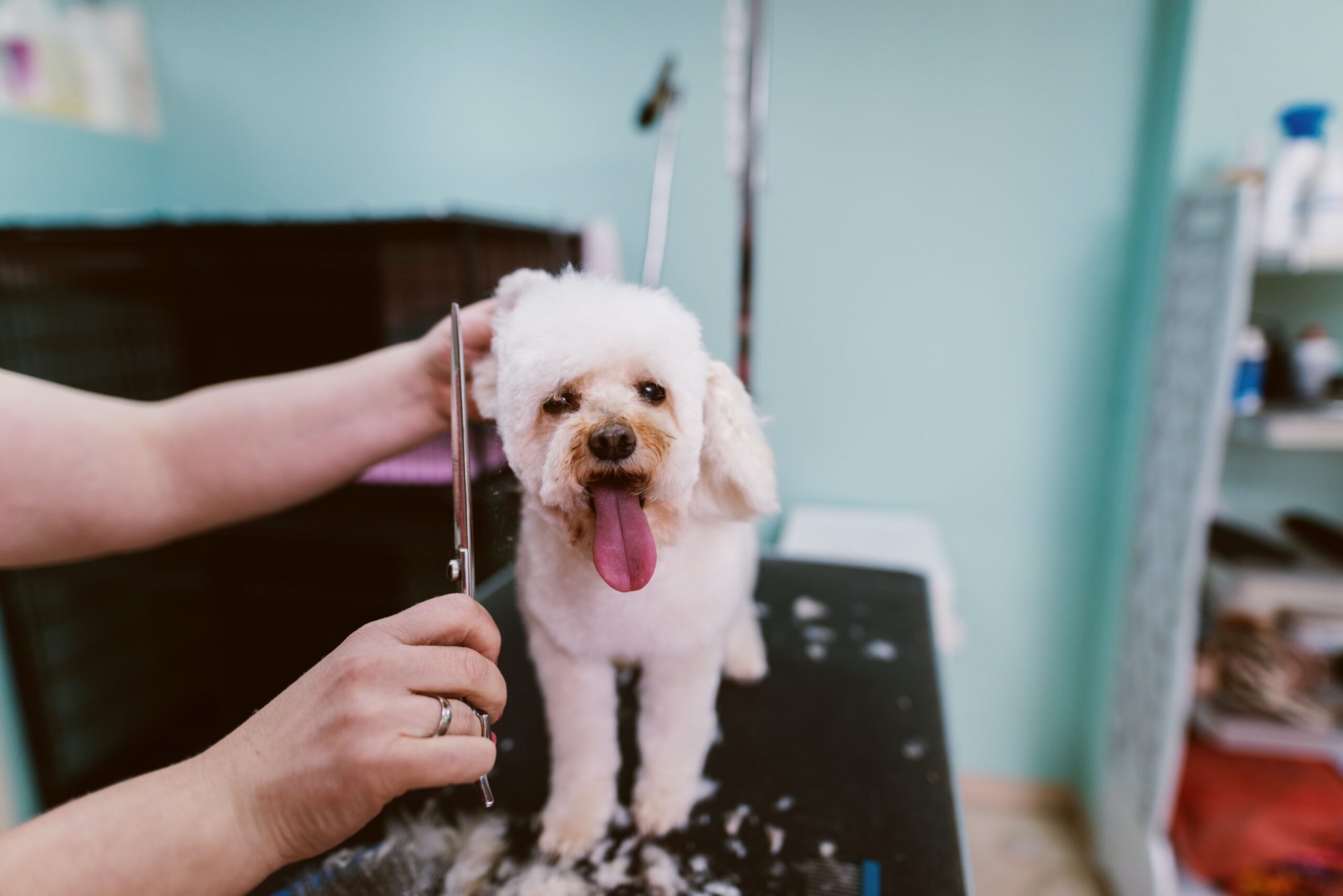 a cute white dog getting groomed. Great raffle prize idea!