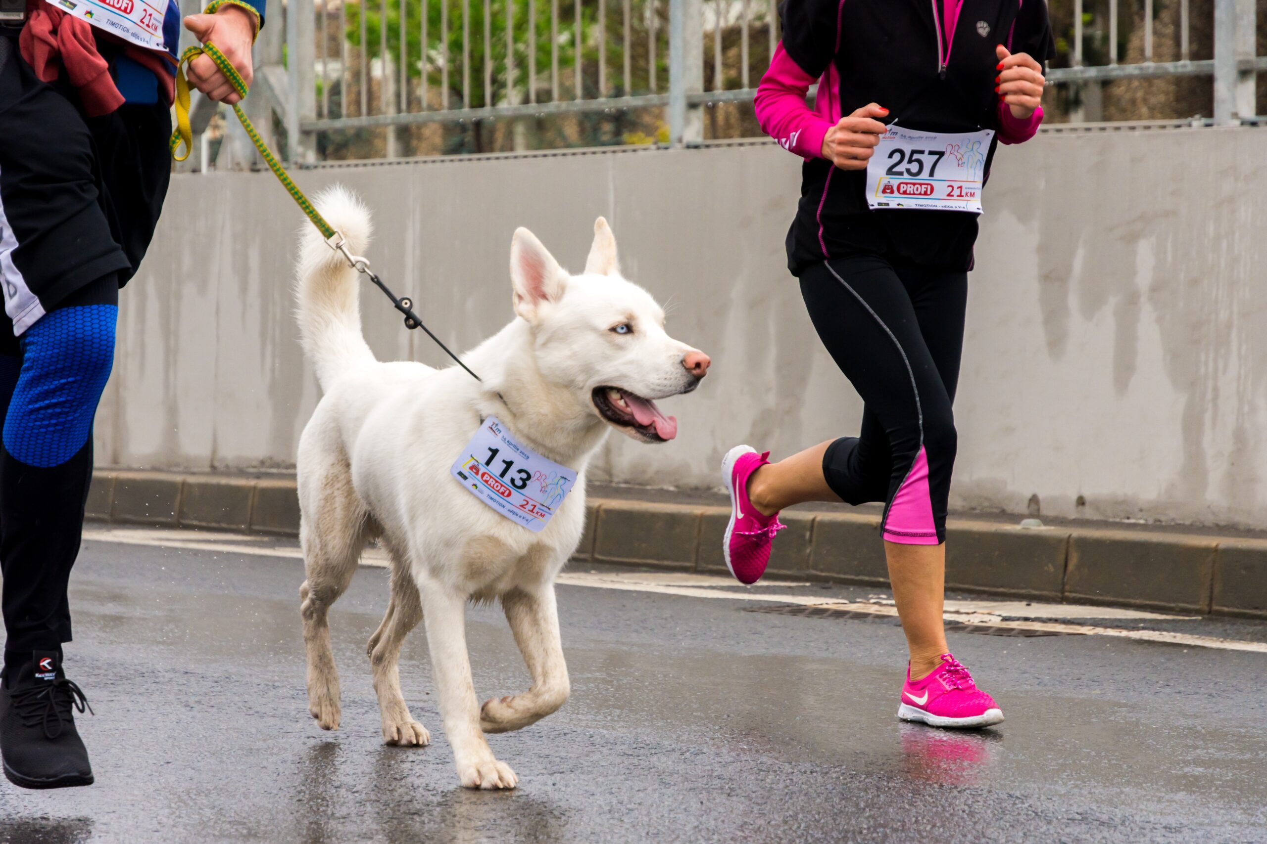 a dog and people running and walking in an a-thon fundraiser