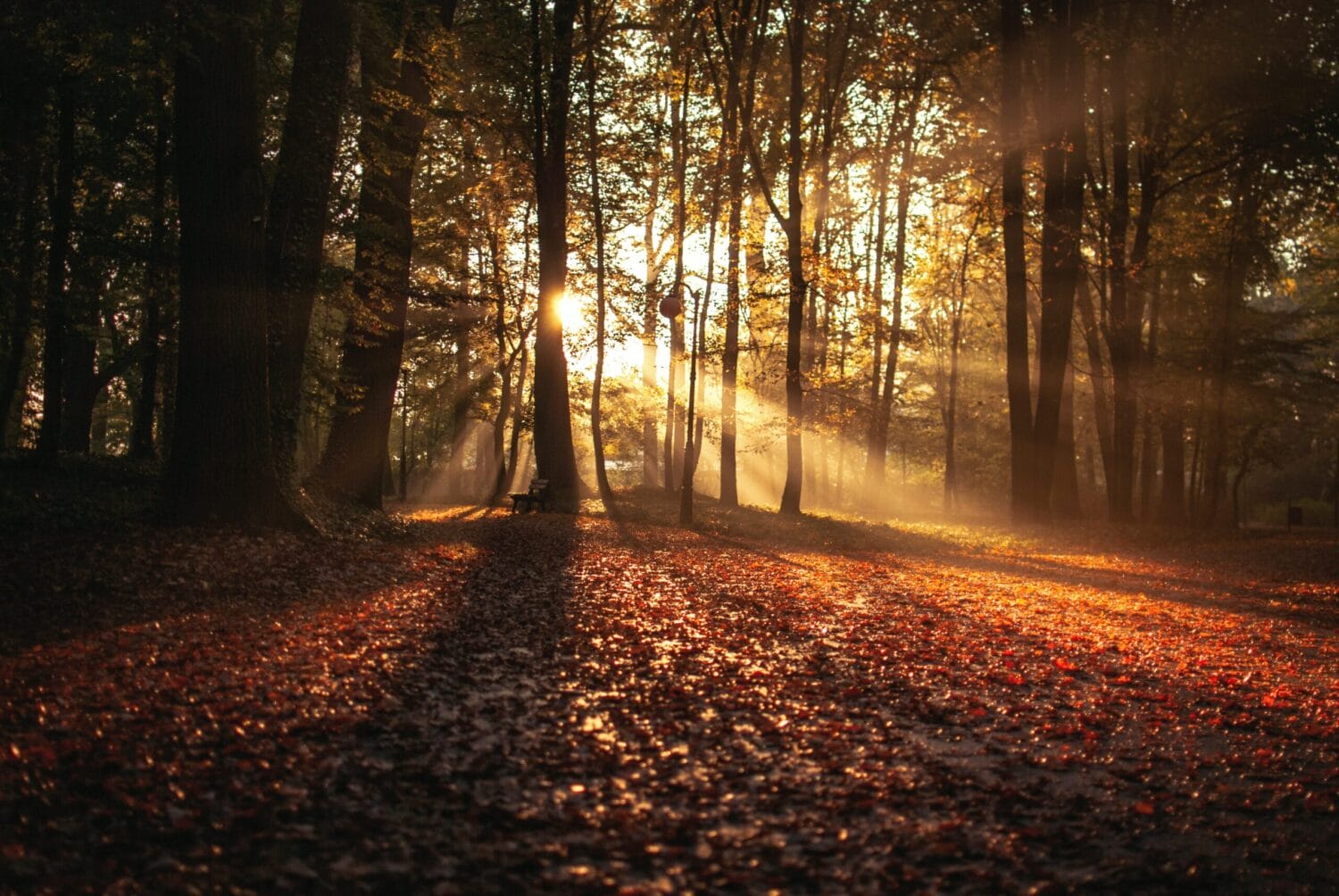 Sunset in a beautiful fall wood