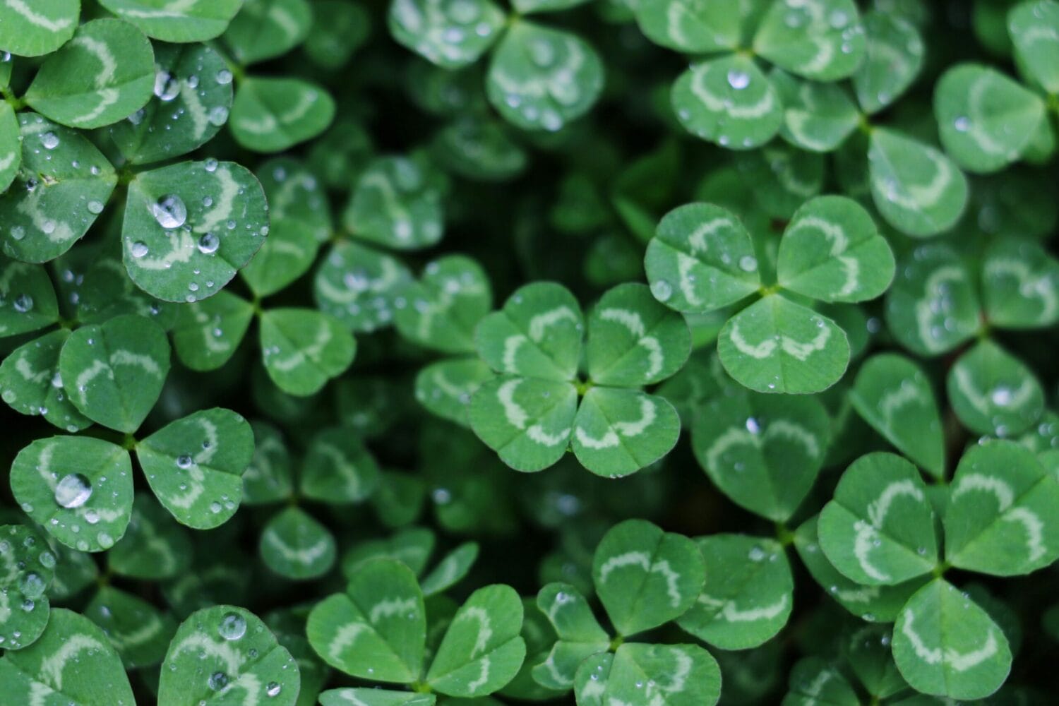 A close up of vivd green clover