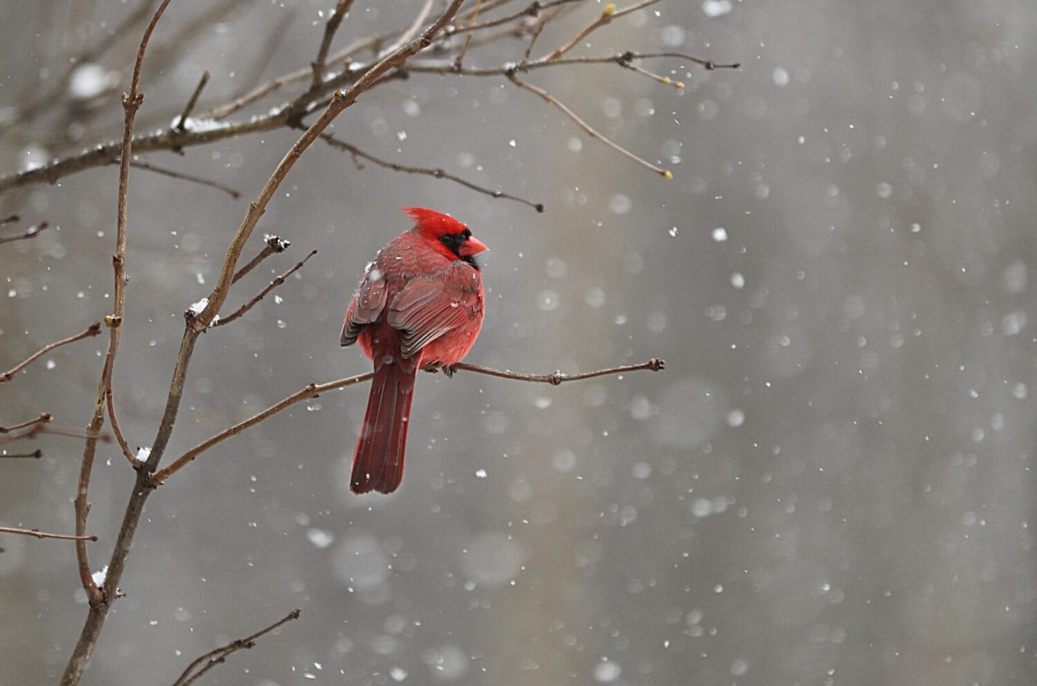 A red cardinal sits on a tree branch during a snowstorm,