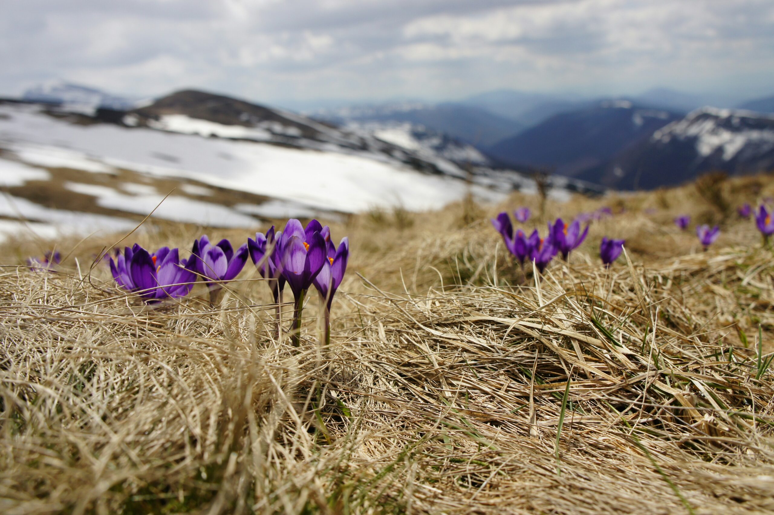 purple crocus grown out of melting snow signifying spring.
