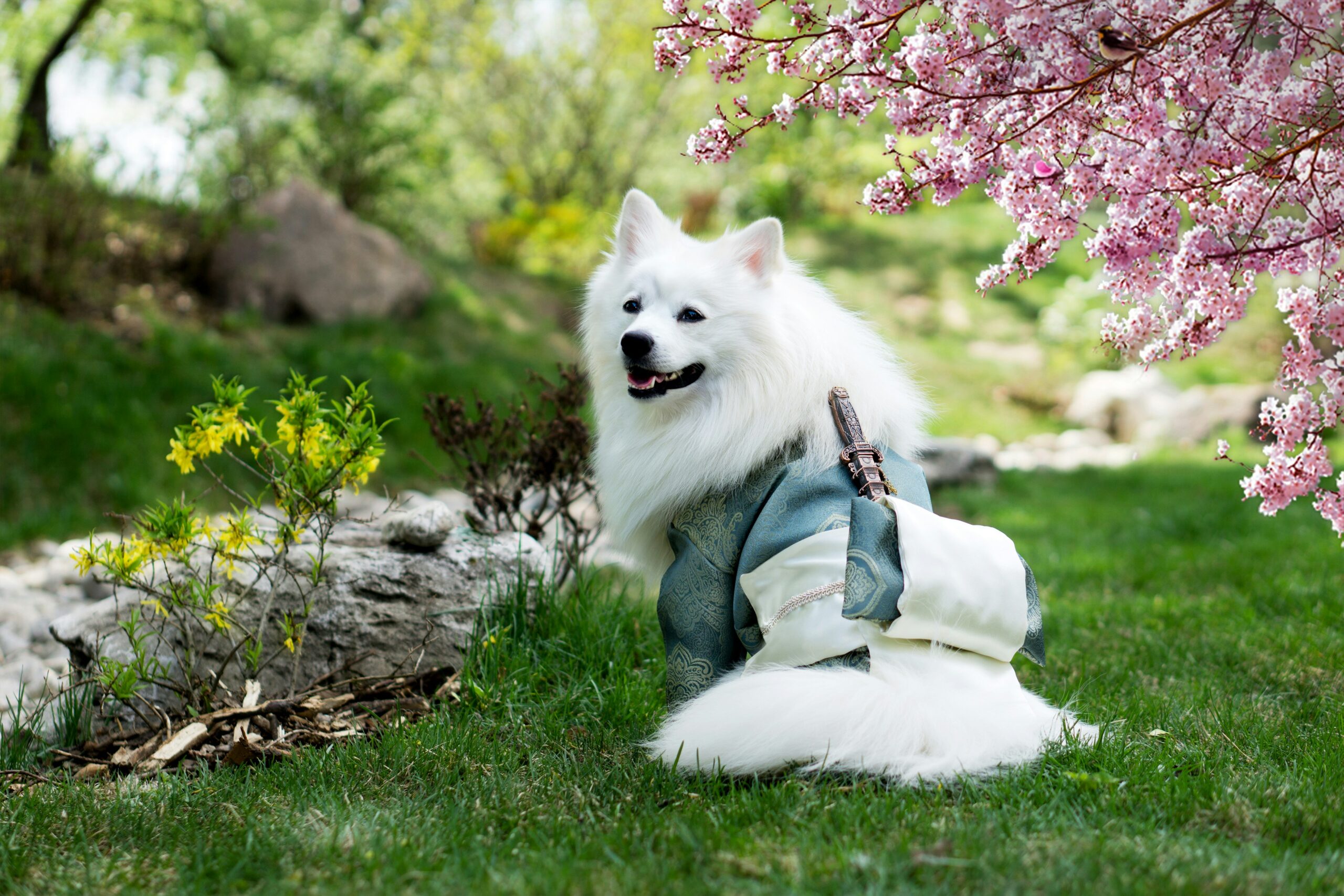 Spring fundraising ideas - pet photo contest yuliya-strizhkina-cartier-DsQvQ7yycuI-unsplash A sweet white fluffily dog dressed for spring