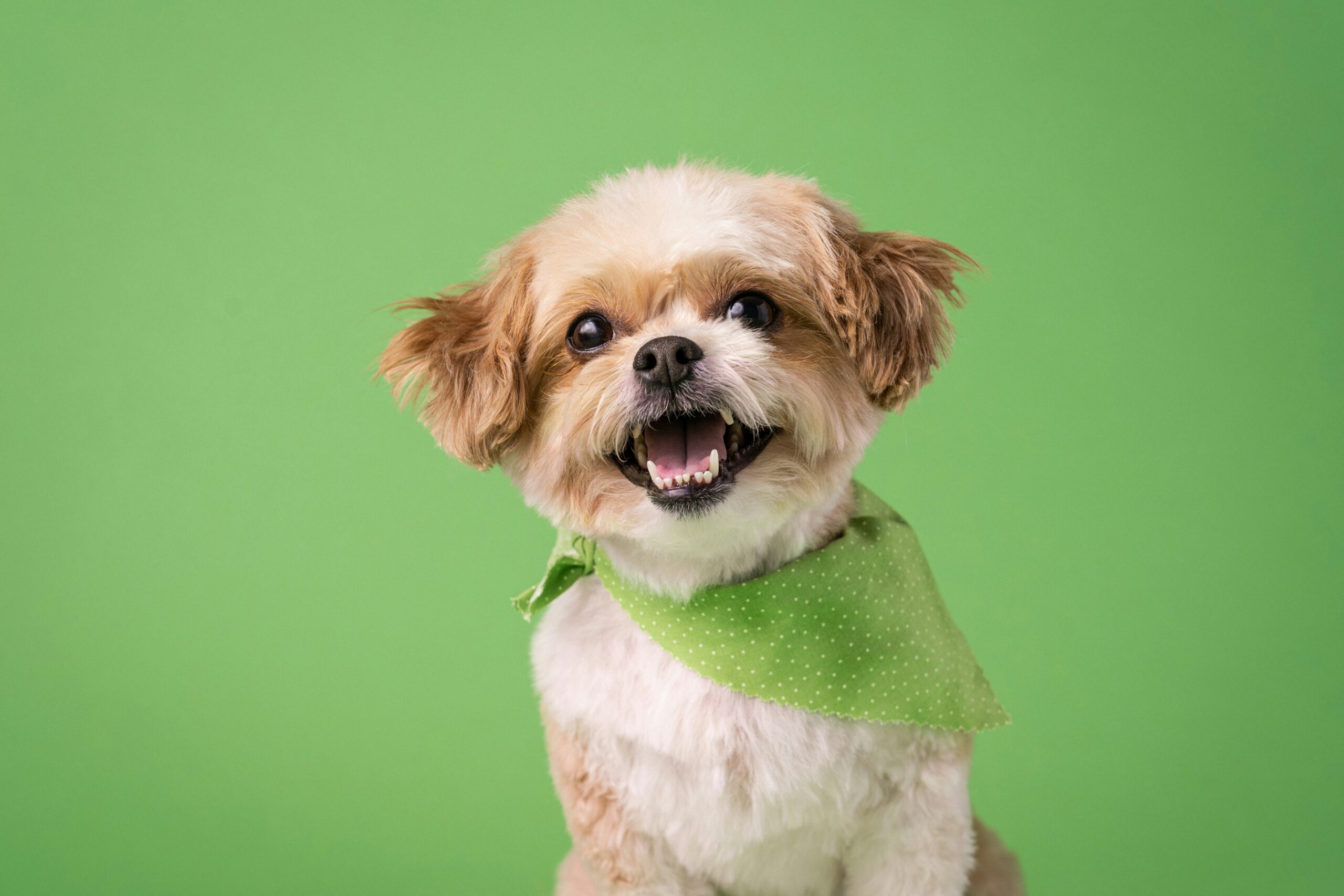 St. Patrick's Day Fundraising ideas - pet parade Acute pup wearing green for St. Patrick's day