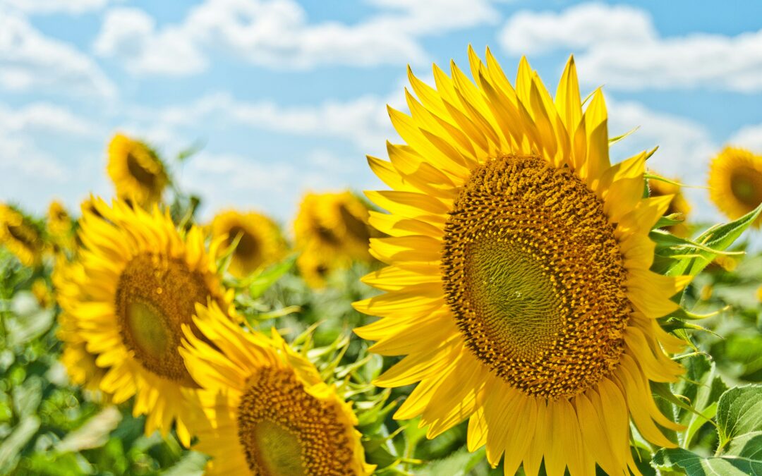 Summer Solstice Fundraising Ideas: Celebrate the Longest Day with Purpose