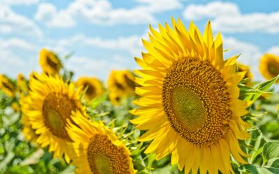 Summer Solstice Fundraising Ideas: Celebrate the Longest Day with Purpose