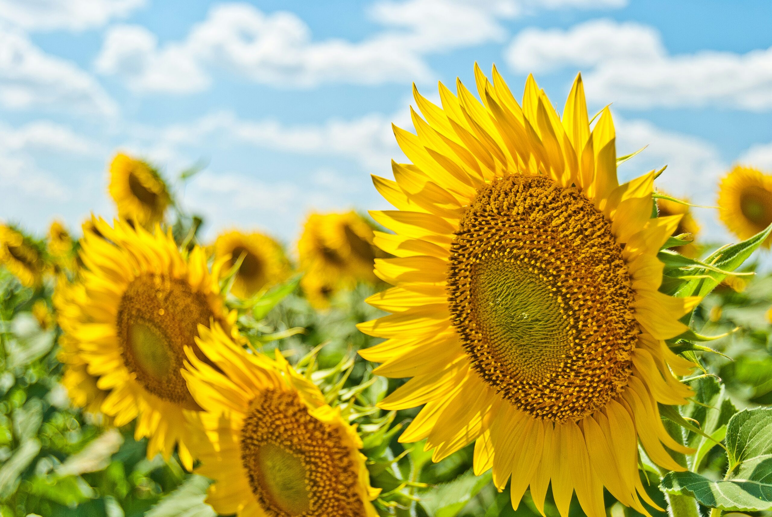 Bright yellow sunflowers blooming under a summer sky, perfect inspiration for a sunflower-themed fundraiser