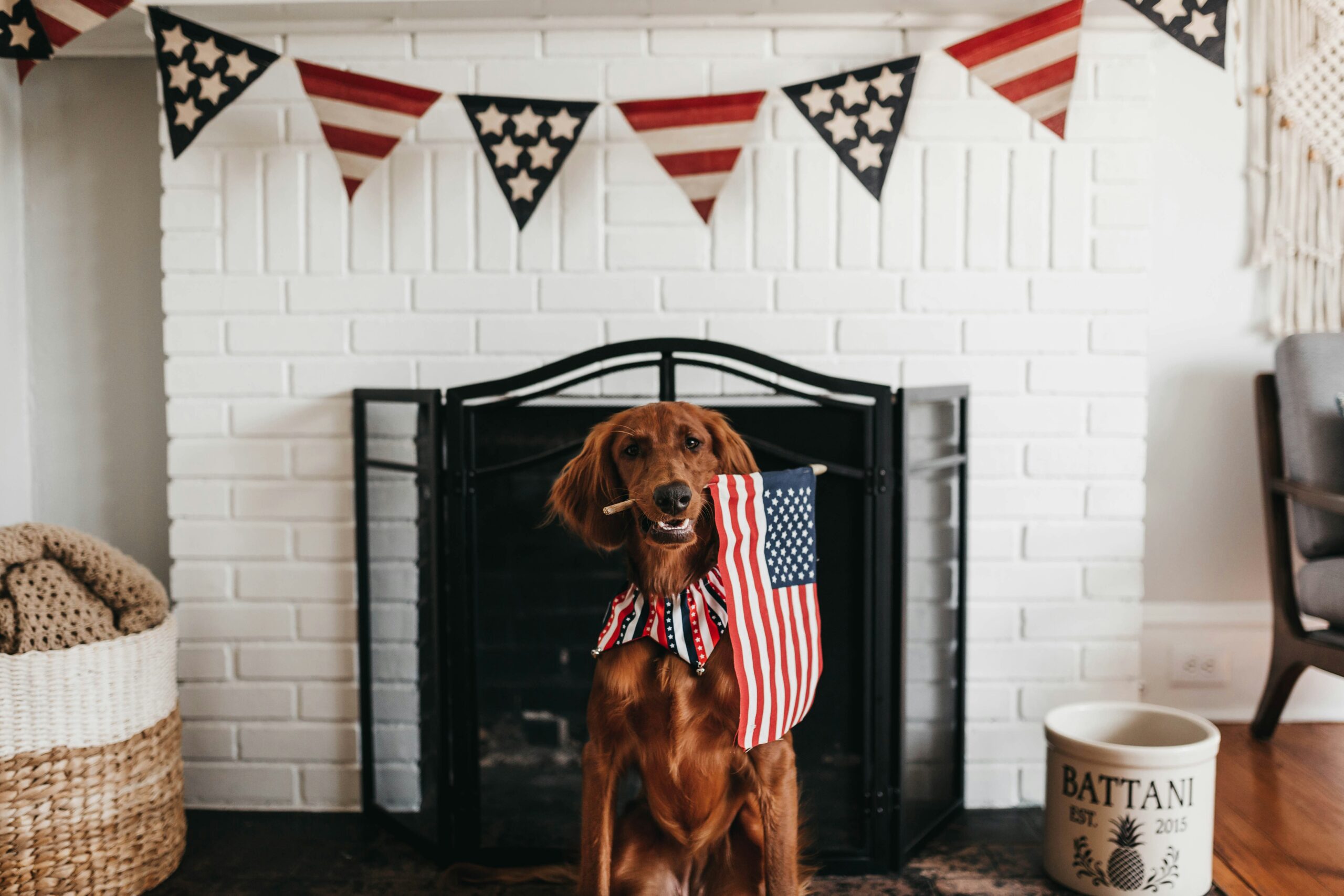A cute dog hold an American flag in its mouth before red , white and blue decorations