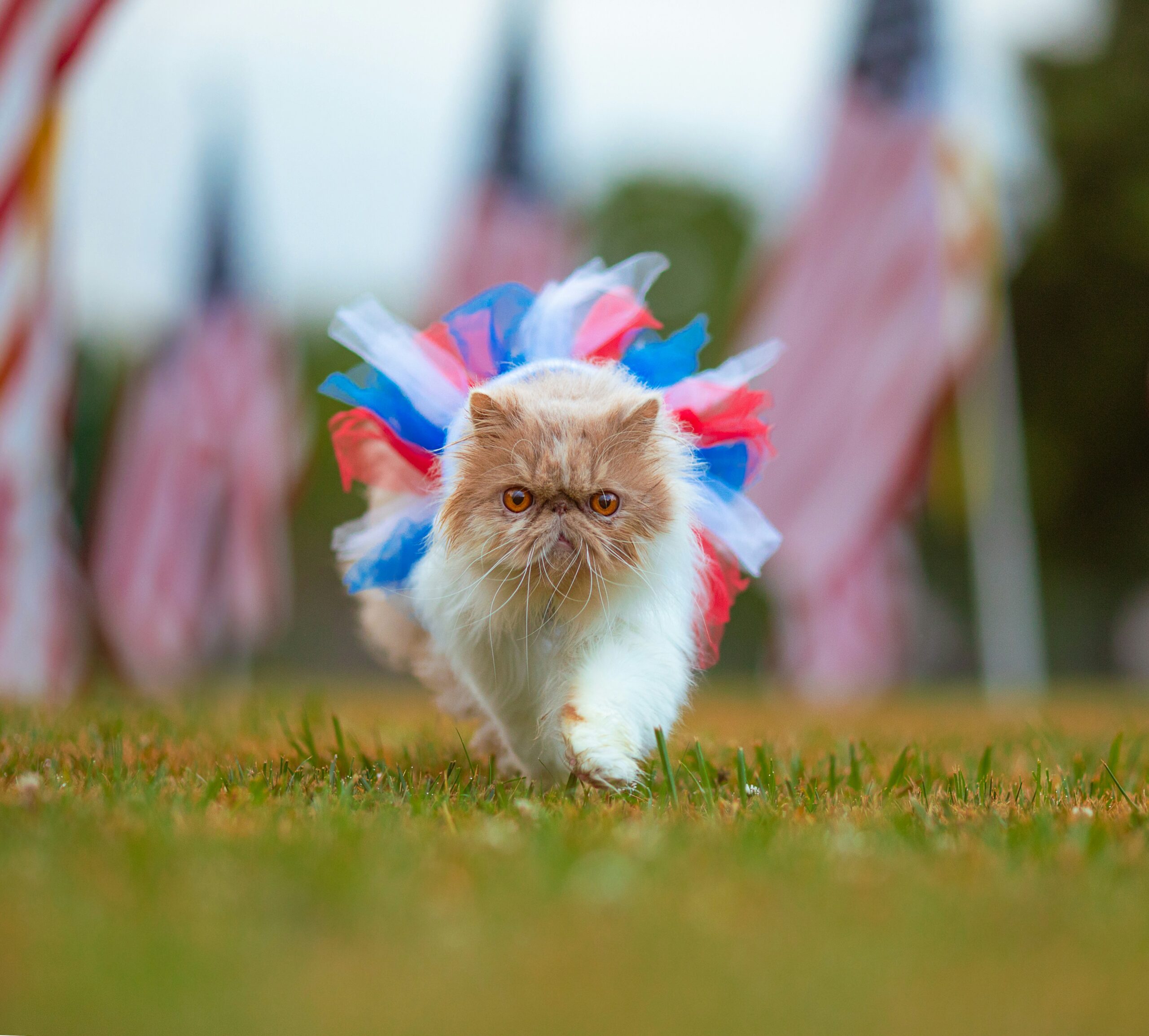 A cat in a red, white and blue tutu