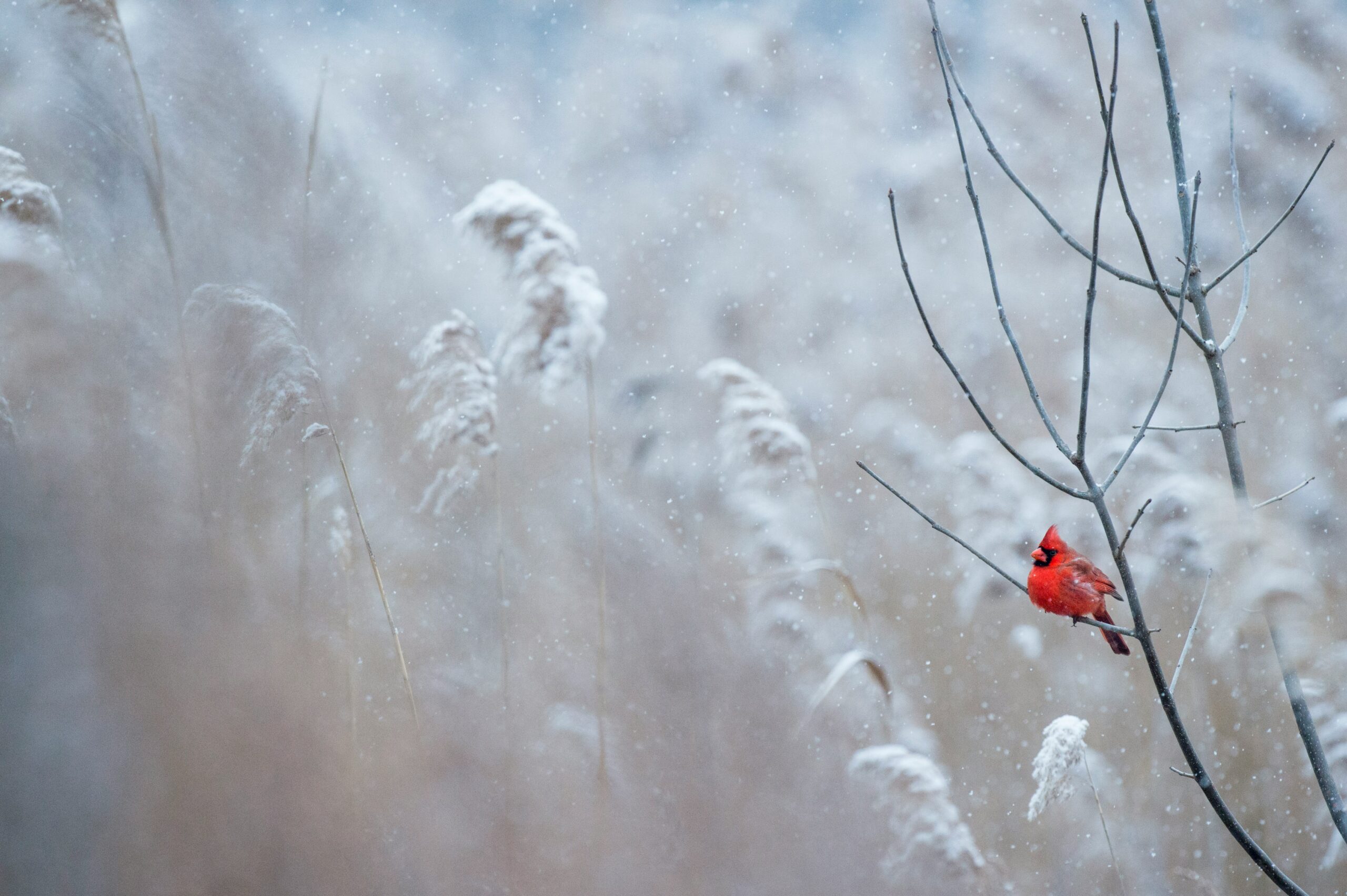 Winter solstice fundraising ideas a brilliant red cardinal sits in a forest of snow-covered trees