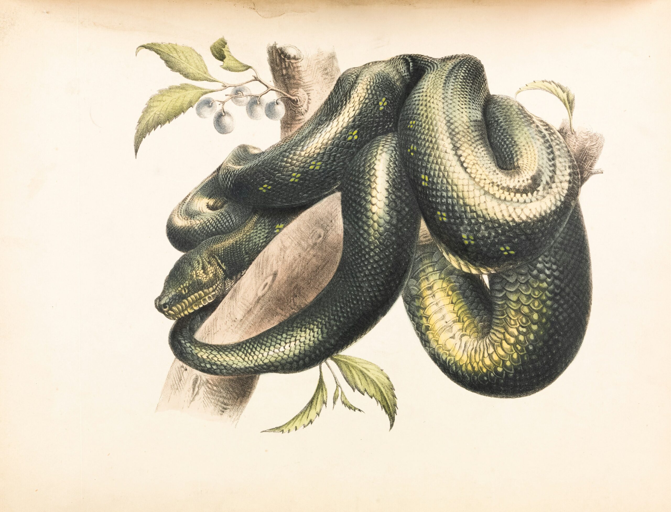Lunar New Year - Year of the Snake A scientific illustration of a coiled snake