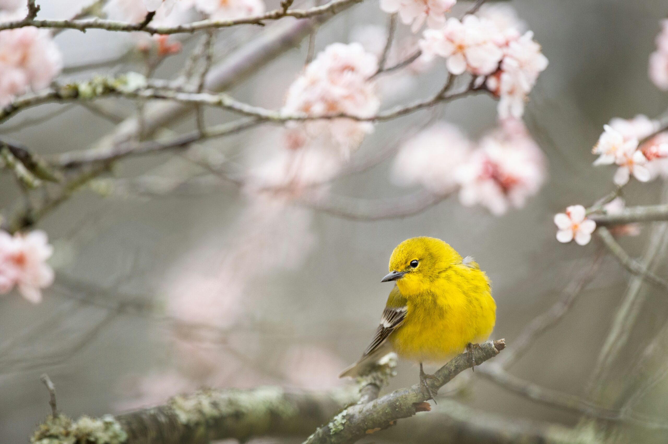 Spring equinox fundraising ideas - nature a sweet little yellow bird sits on the branch of a cherry blossom tree flowering in early spring