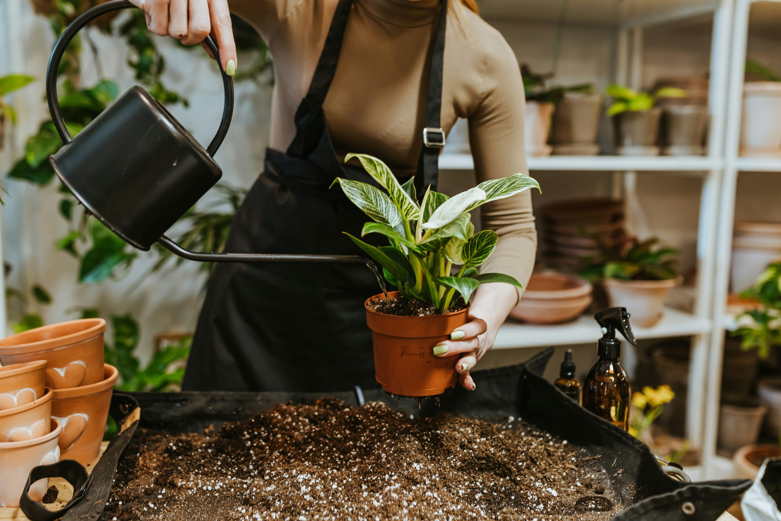 spring fundraising idea - plant sale A person wearing a gardening apron waters a freely potted houseplant doing a plant sale fundraising event