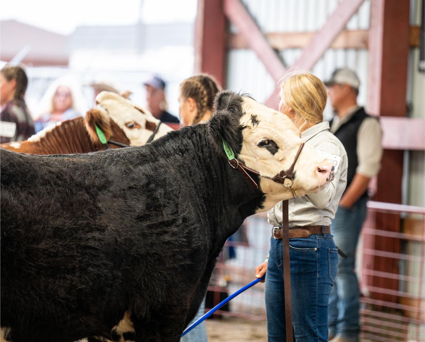A young exhibitor leading a black and white steer in the livestock show barn at the Ravalli County Fair & Rodeo in Hamilton, Montana